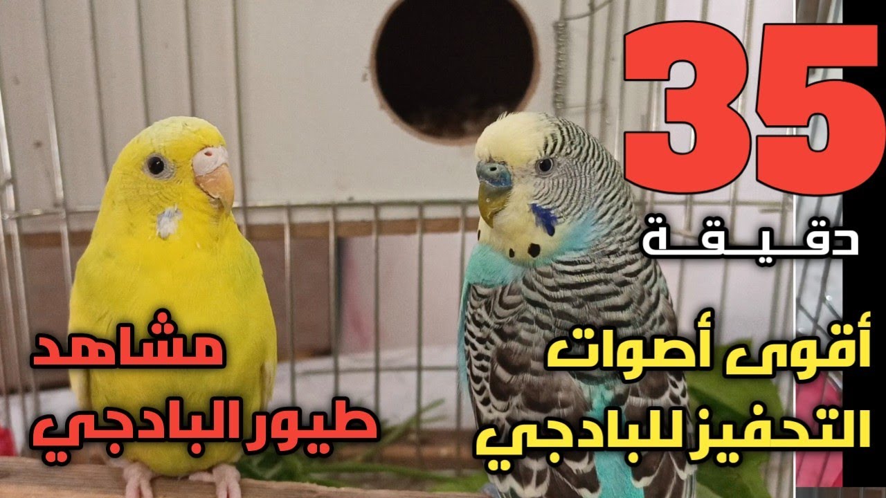 أقوى أصوات تحفيز طيور البادجي | 35 دقيقة حفز طيورك طيور الزينة طيور الجنة 