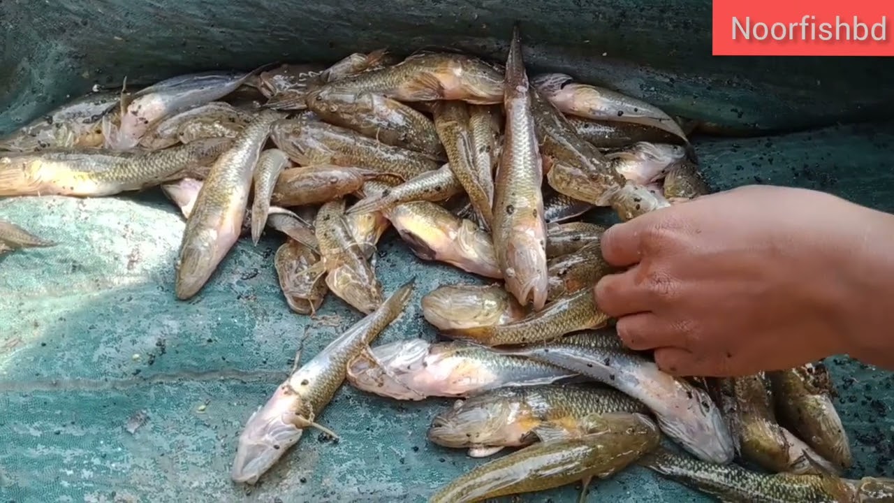বেলে/বাইল্যা মাছ চাষ পদ্ধতি|বাইলা মাছ চাষ||