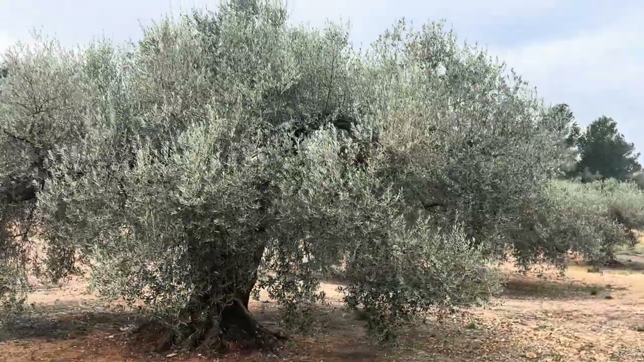 Nueva PLANTACIÓN  🌳 olivos PICUAL 🫒 y CORNICABRA 🫒 donde había almendros 💚