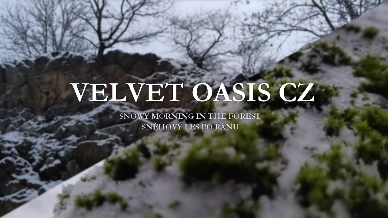 Snowy Morning In The Forest (Sněhový les po ránu) | Music & Relax | Velvet Oasis CZ