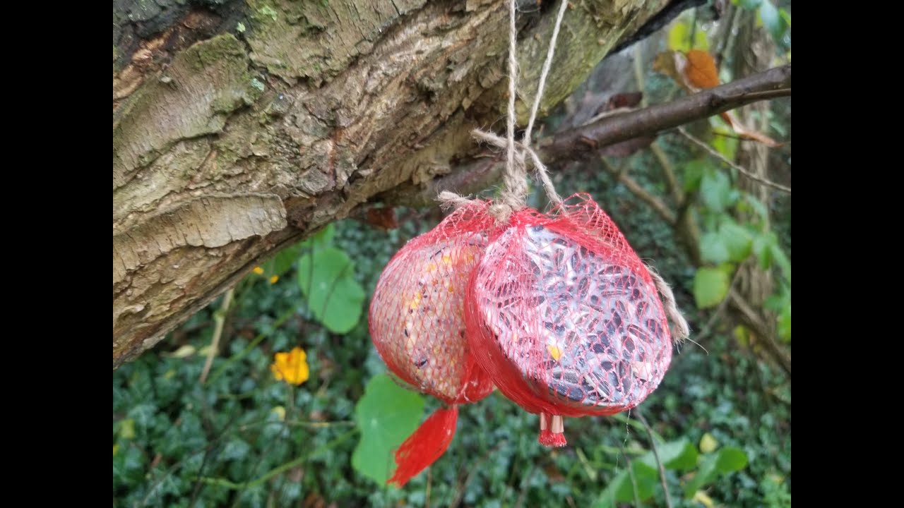 Nourrir les oiseaux en hiver - Fabriquer facilement les boules de graisses