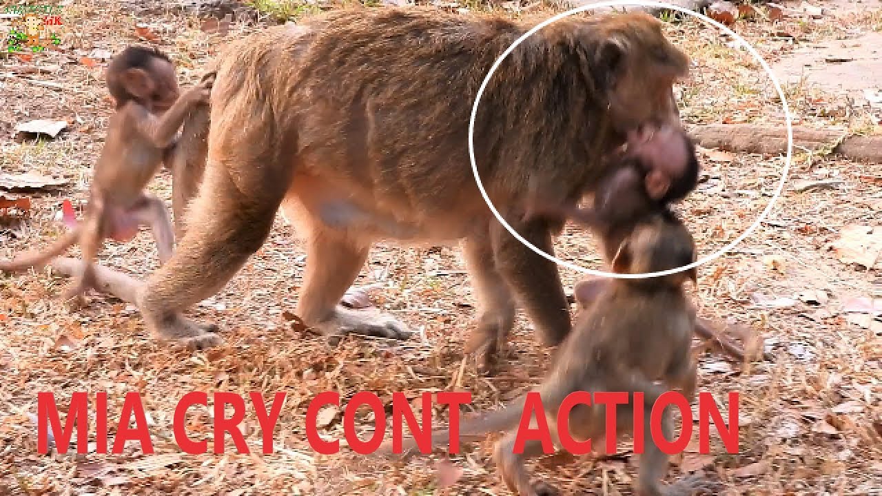MARIA CARELESS TO HER BABY MIA CRY SEIZURE SHORT TIME NEED MO HUG WELL |