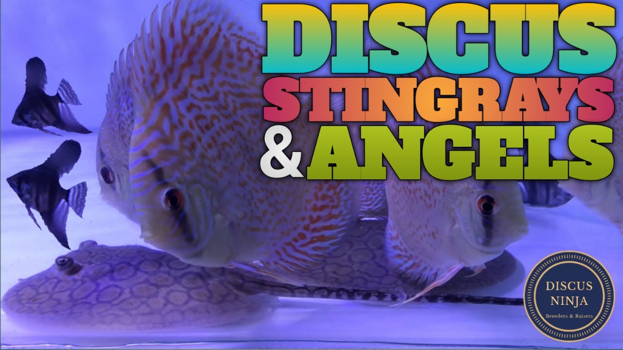 DISCUS, STINGRAYS & ANGELS | डिस्कस, स्टिंग्रेस और एंजेल्स | DISCUS TANKMATES | GROW OUT TANK