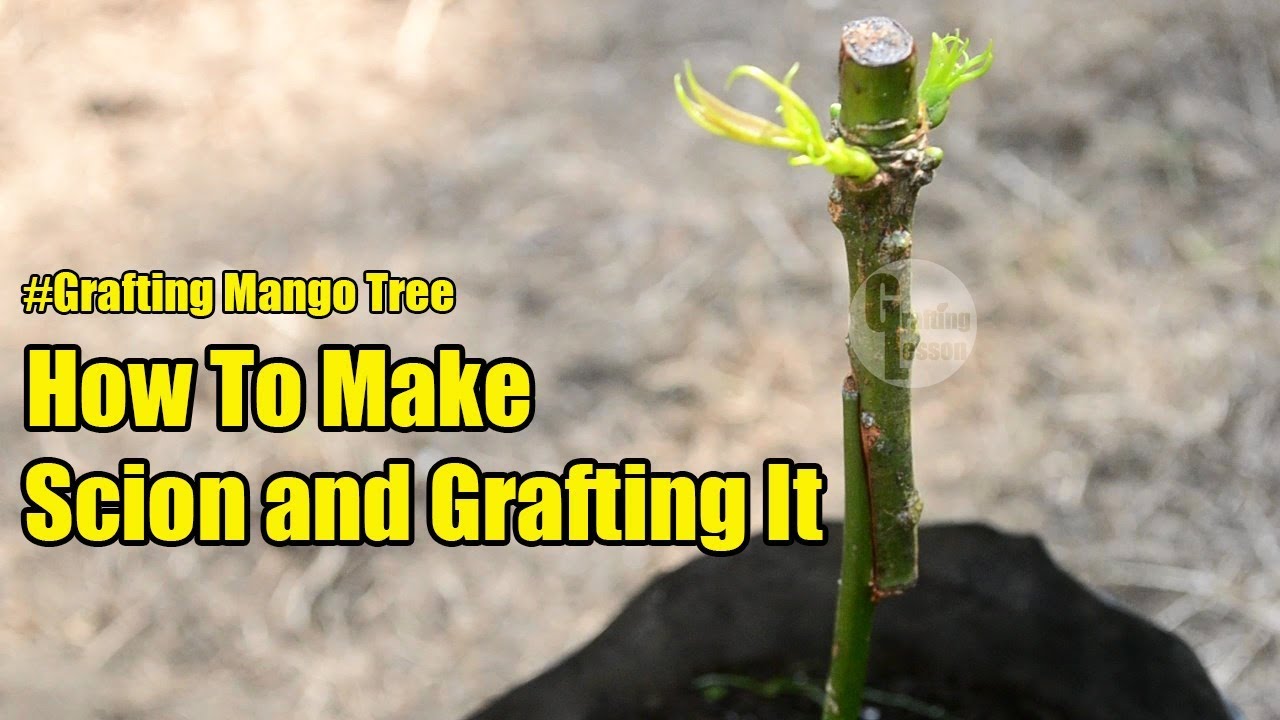 How To Make Perfect Scion and Grafting Mango Tree