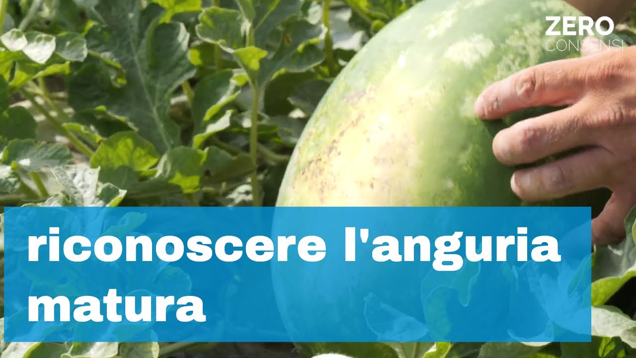 Anguria Matura, come riconoscerla