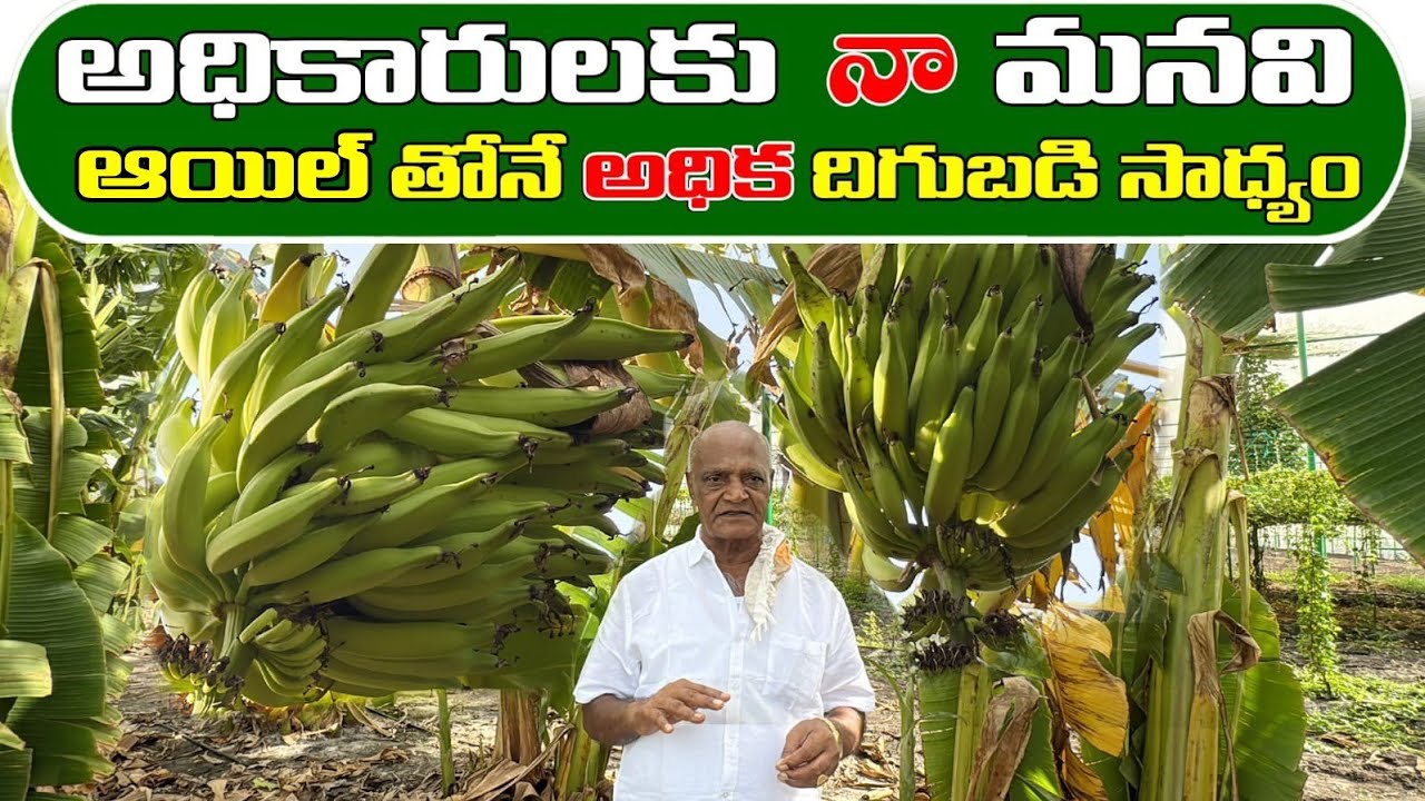 అధికారులకు నా మనవి ఆయిల్ తోనే అధిక దిగుబడి సాధ్యం | high yields are possible only with oil.