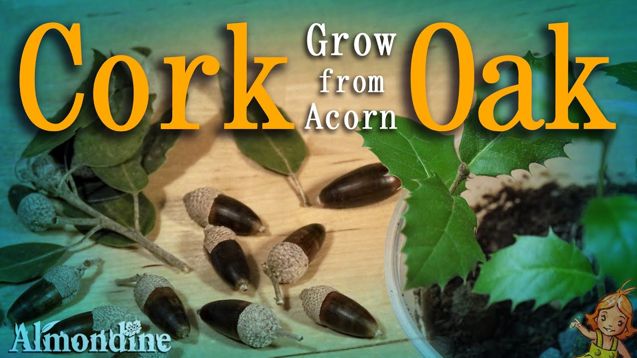 Grow CORK OAK TREES from ACORN  |  Almondine