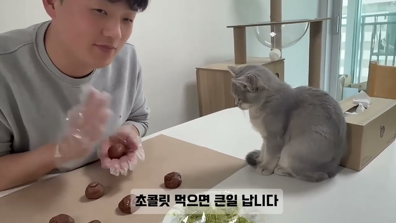 이거 팔아도 되겠는데요? 집에서 고양이와 만드는 역대급 두바이 쫀득 쿠키(두쫀쿠) 🍵🐱