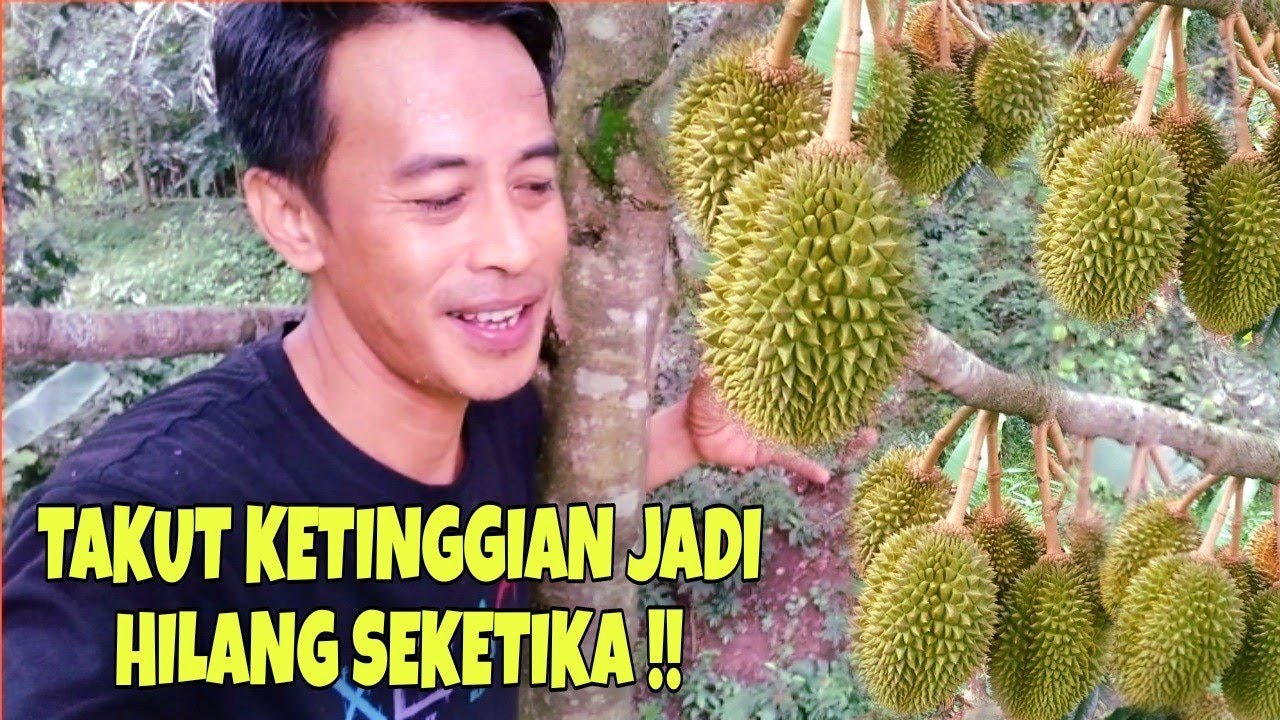 NEKAD‼️PETIK DURIAN LANGSUNG DARI PUNCAK POHONNYA!!