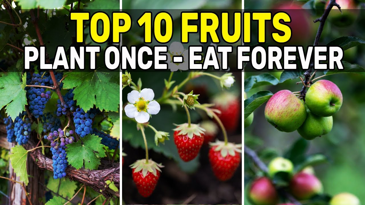10 Perennial Fruits That Keep Producing Year After Year  Plant Once, Harvest Forever! #homegardening