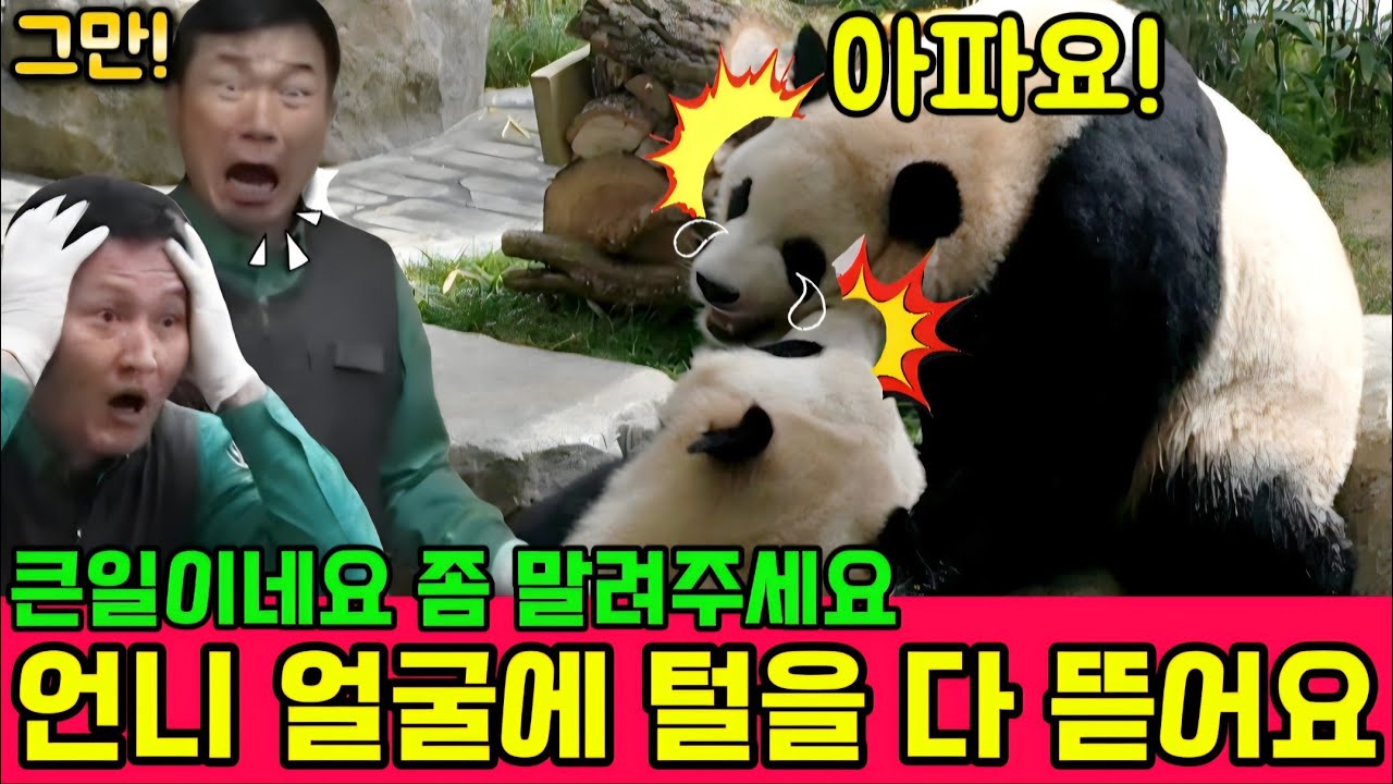 에버랜드 판다월드 💢 4월16일 후이가 언니 얼굴을 계속 물어뜯고 있어요 말려주세요 할부지 ㅠㅠ 😭 