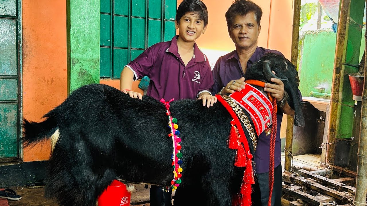 রাস্তা পরিক্রমা। মনসা পূজার ছাগল২০২৫