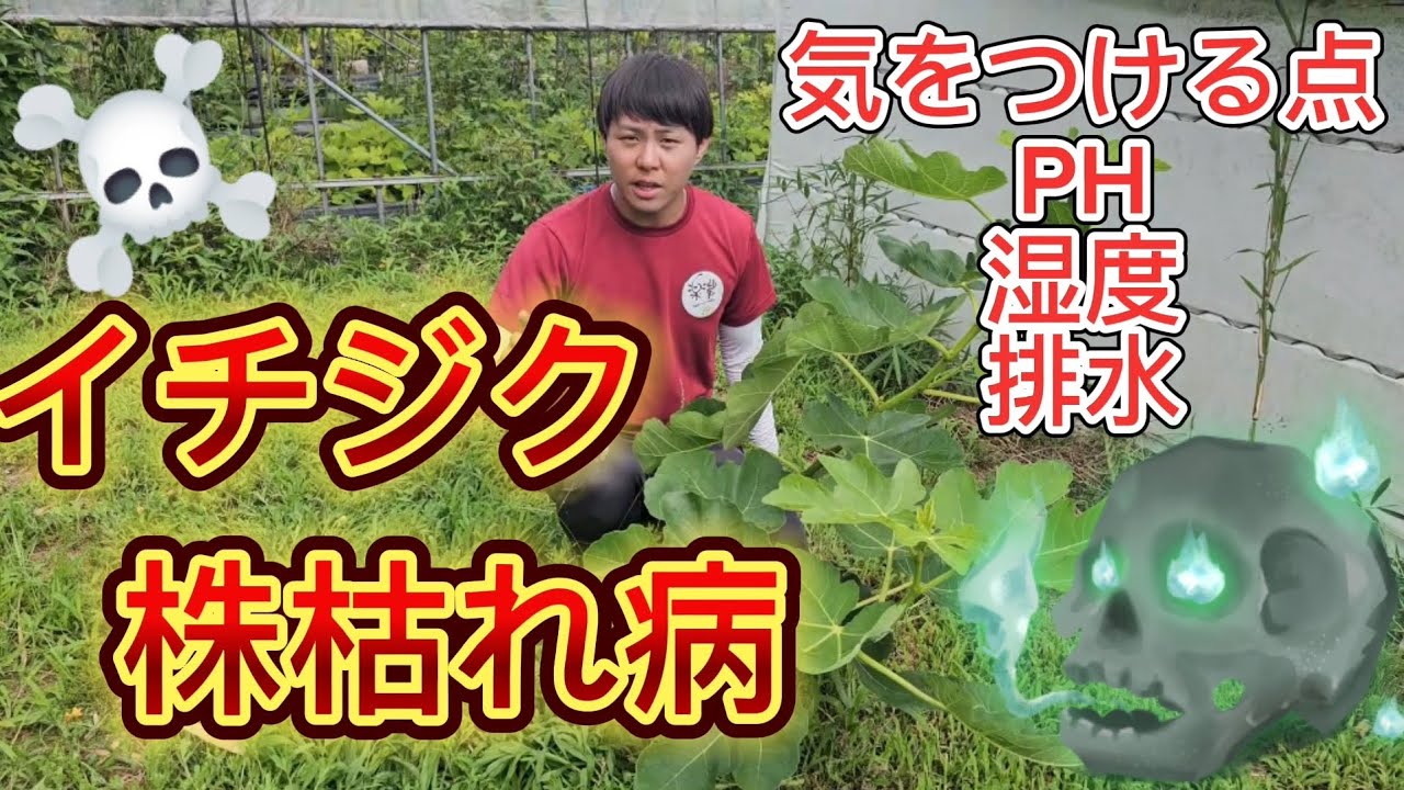 イチジク恐怖の病気『株枯れ病』について徹底解説！！株枯れ病は、PH、湿度、排水が重要です