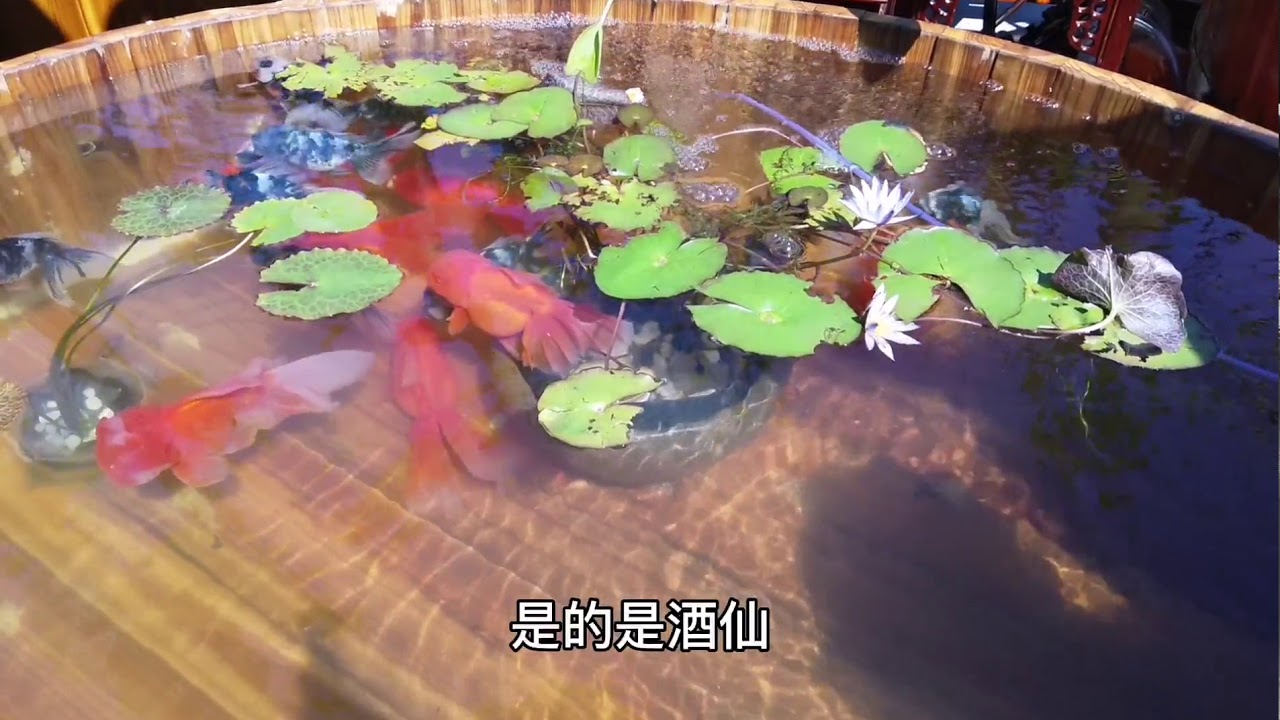 金鱼展讲解金鱼的传奇，这都是国粹老外懂不了，真为中华民族自豪
