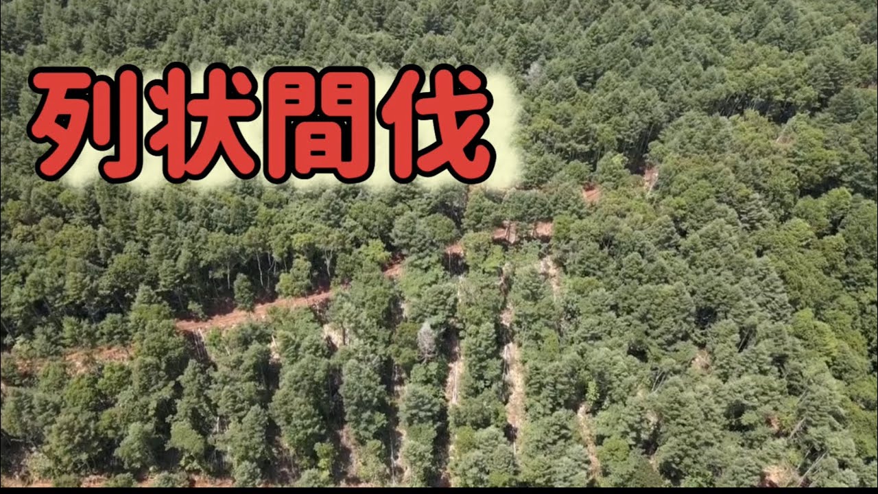 林産事業　列状間伐（一人称視点）
