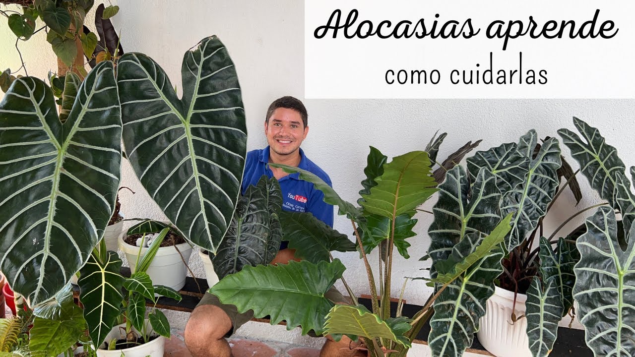 Hablemos de ALOCASIAS, la PLANTA DE INTERIOR que no puede faltar en tu jardín | CUIDADOS ALOCASIAS