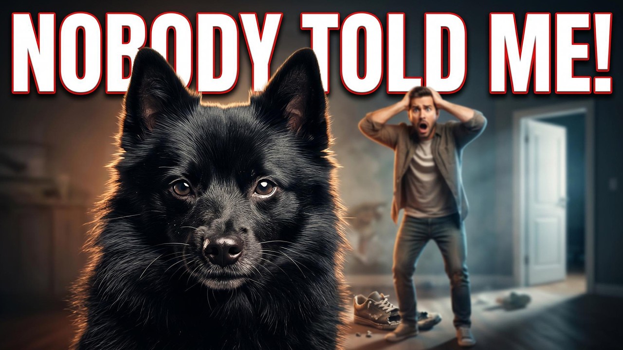 10 Things Nobody Tells You About Owning a Schipperke