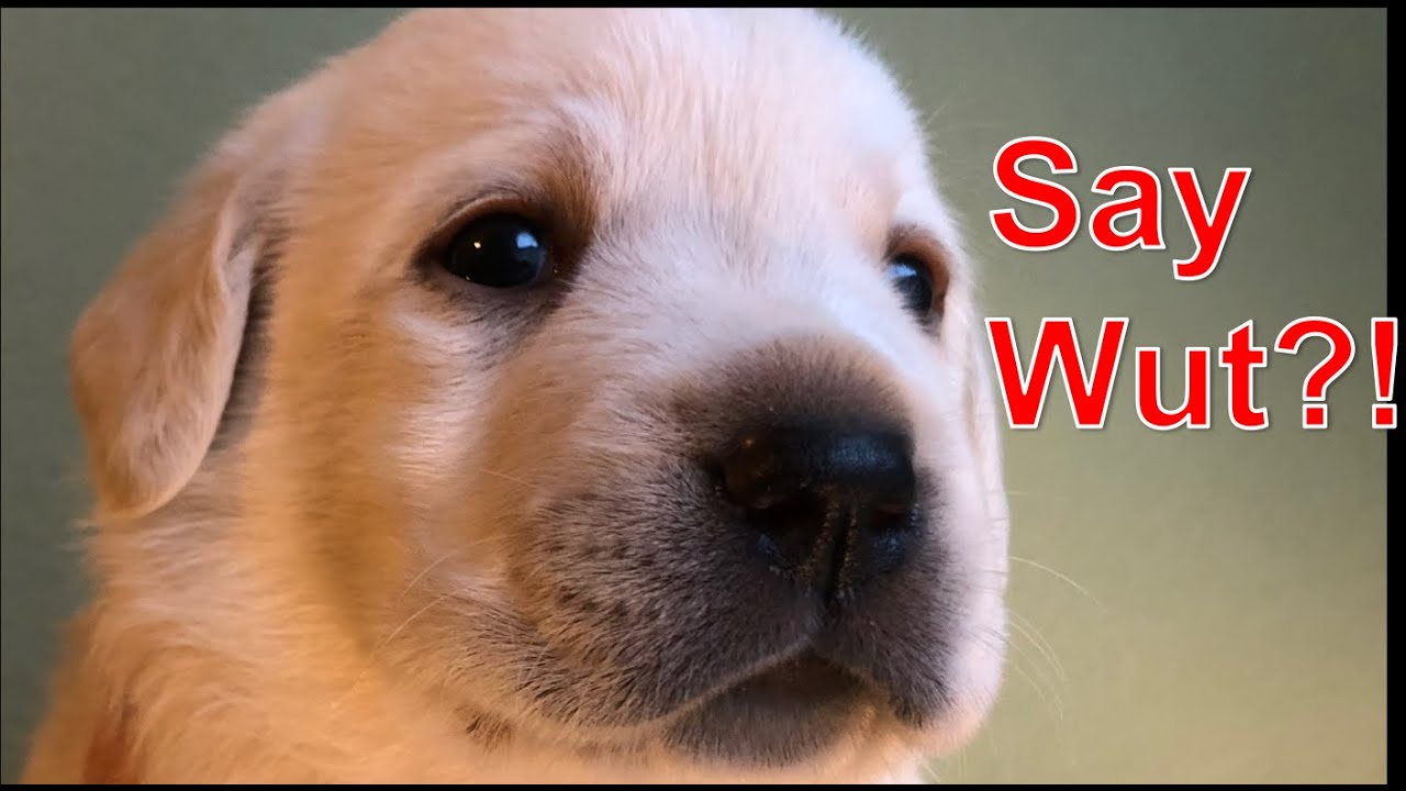 PUPDEMONIUM! Labrador puppies morning madness
