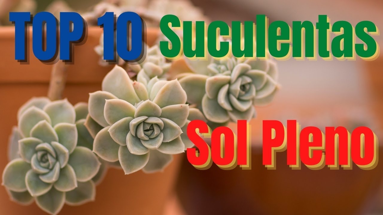 10 gêneros de SUCULENTAS que gostam  de SOL PLENO + DICAS/Grazi Bittencourt