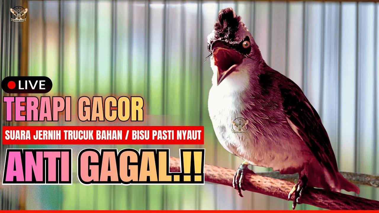 🔴PANCINGAN TRUCUKAN SUSAH BUNYI!! TRUCUKAN GACOR ROPEL PANJANG BIKIN TRUCUK MANA PUN CEPAT BUNYI