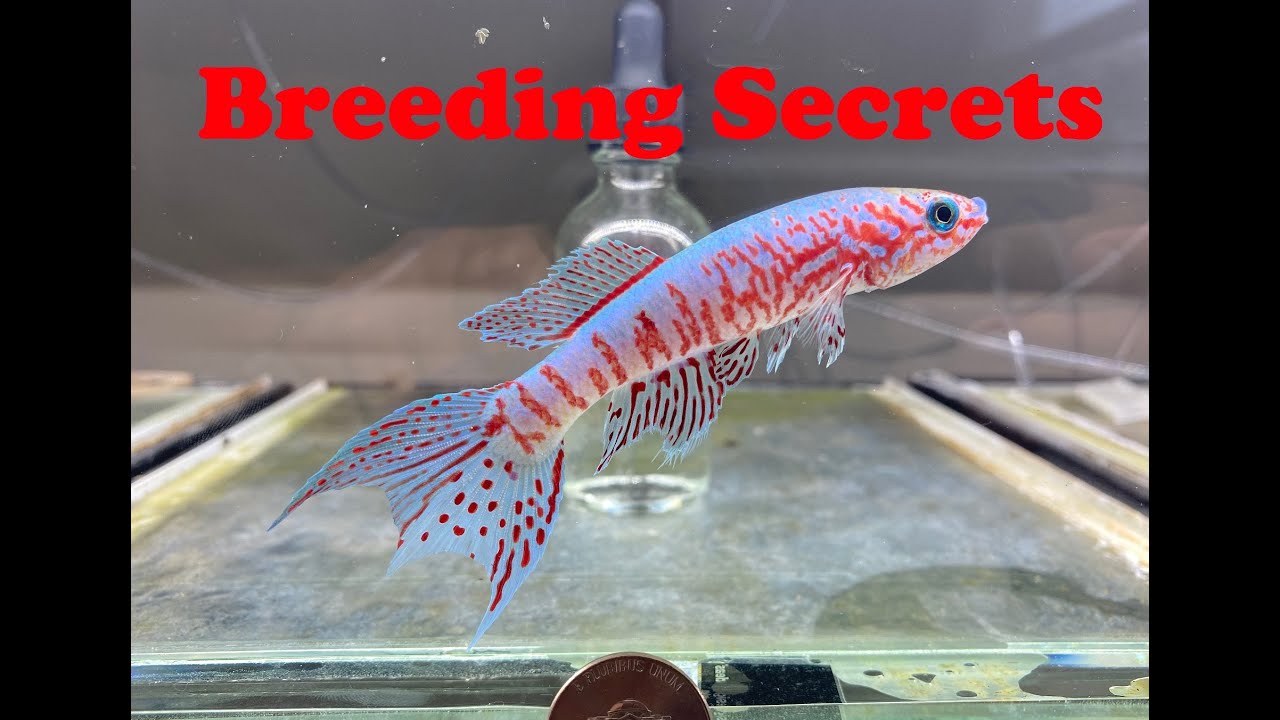 Breeding the Blue Gularis