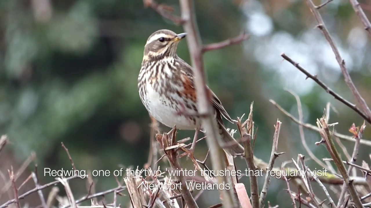 A Redwing feeding in Uskmouth