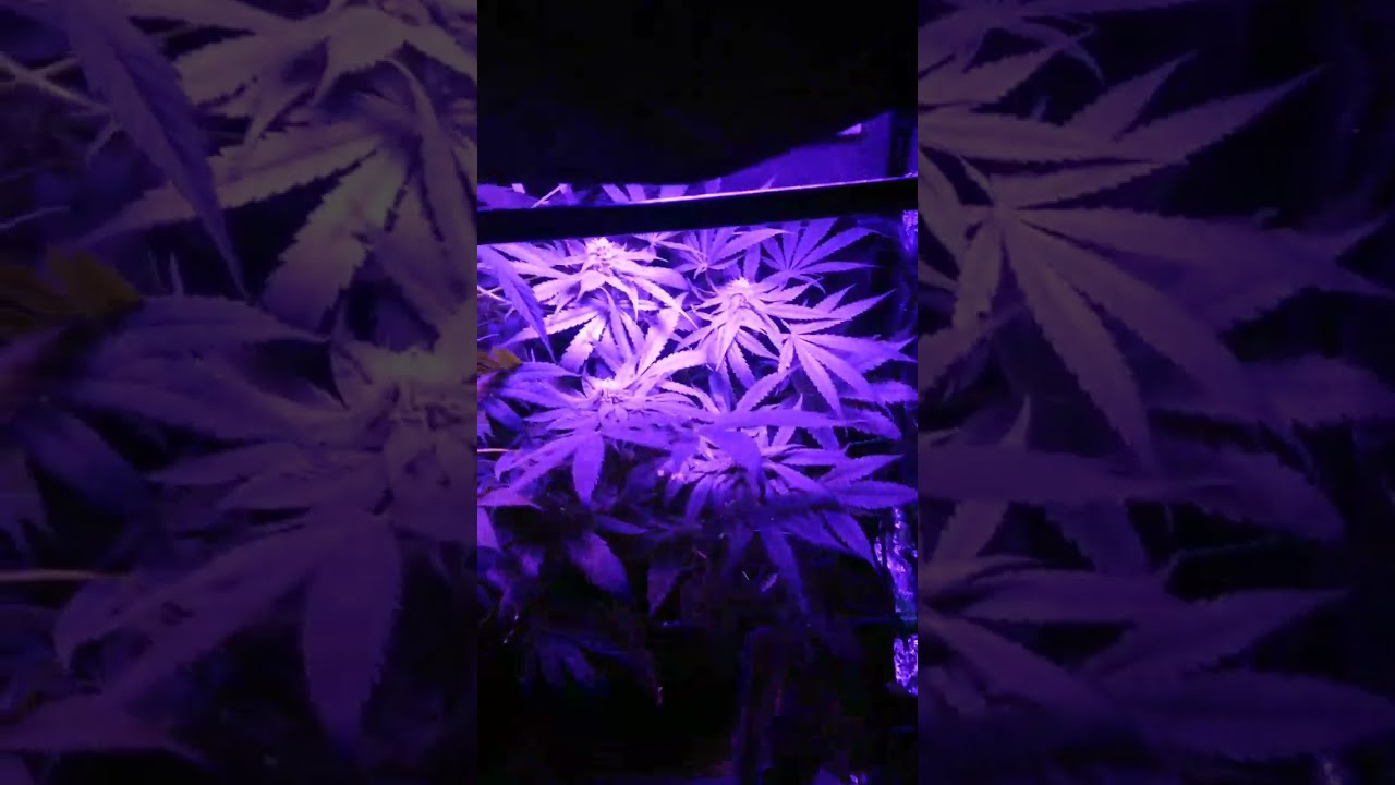 Creating a High THC High CBD Medical Strain - Part 1: The Pollination Process