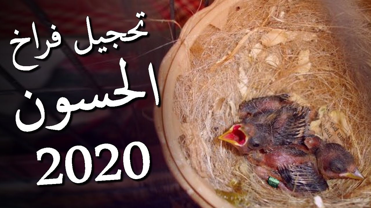 تحجيل فراخ الحسون أو تركيب الخواتم 2020 | الطريقة الصحيحة، معلومات جد مهمة، تصحيح بعض المغالطات..