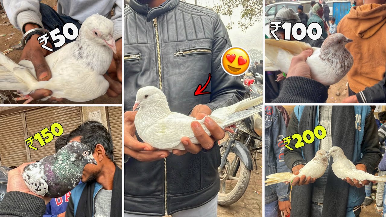 Kanpur Kabootar Market 😍🕊️ - Sasti Kabootar Market 😱