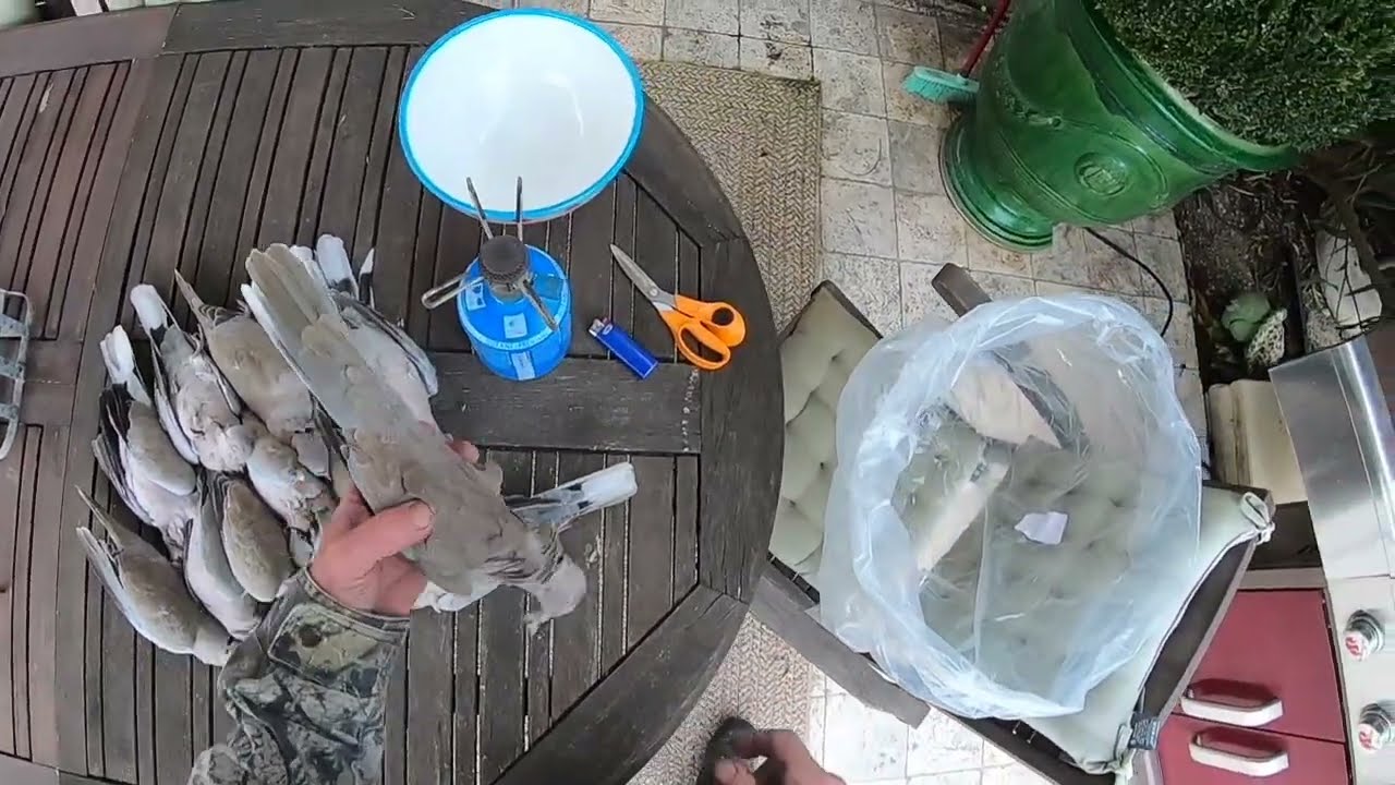 COMMENT PLUMER ET VIDER UNE TOURTERELLE TURQUE / SIMPLE ET RAPIDE