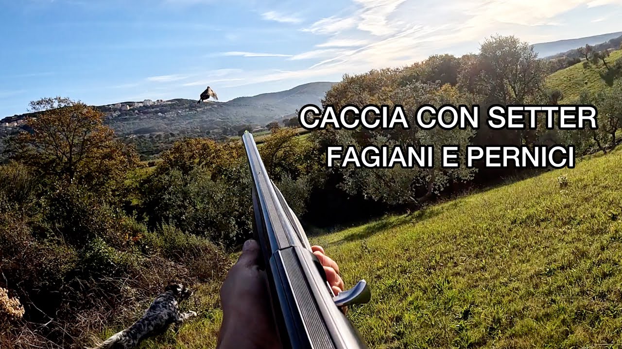 Caccia al Fagiano | SETTER INGLESE