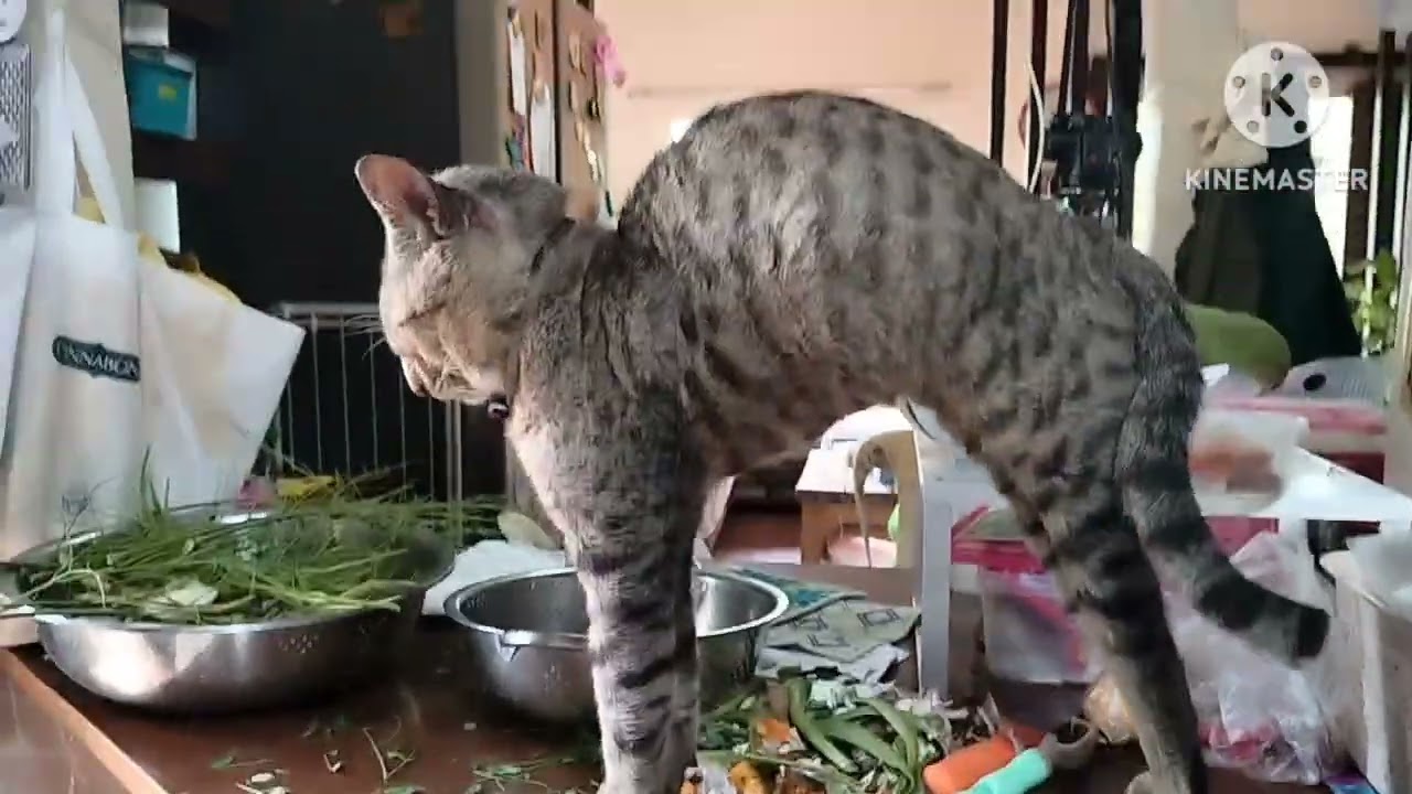 Cat sleeps on the edge of kitchen table 