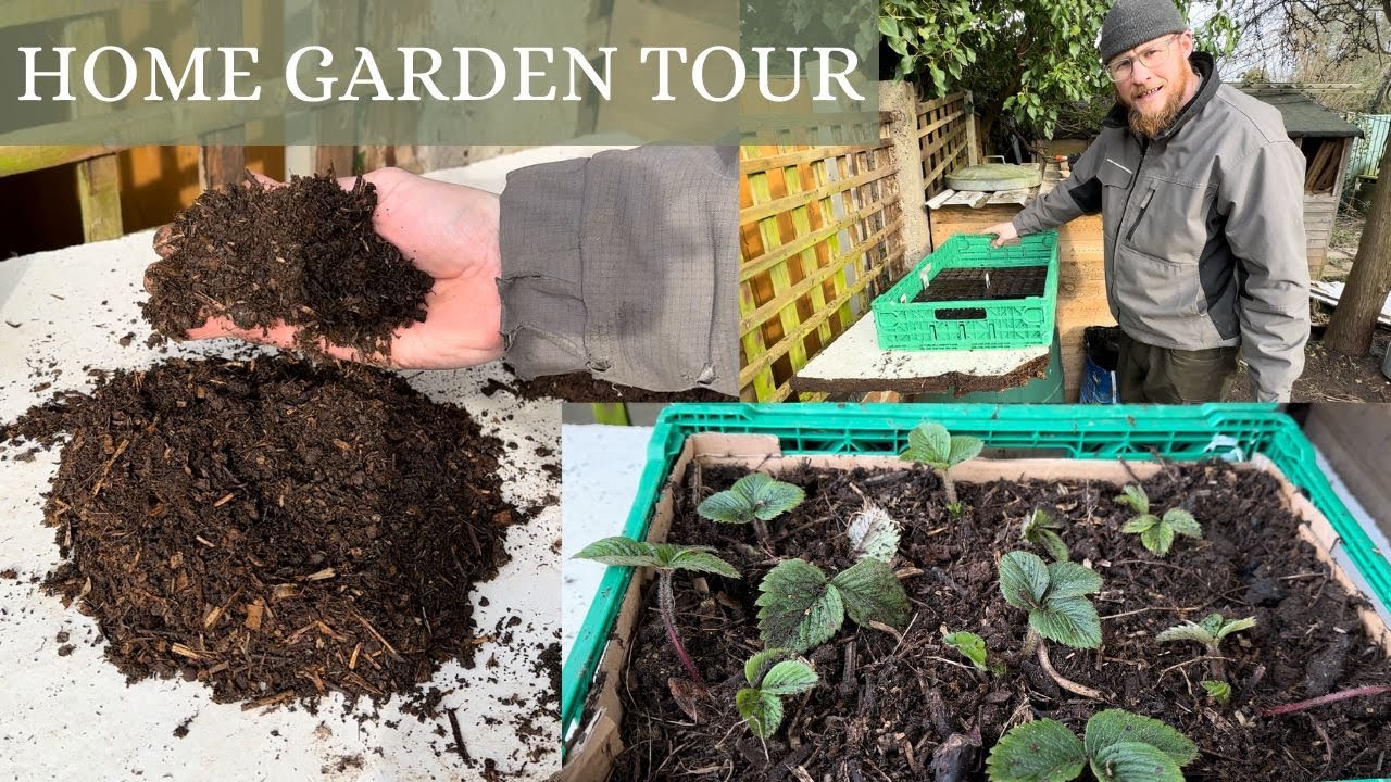 Home Made Compost Seed Trial! Planting Some Early Strawberries!