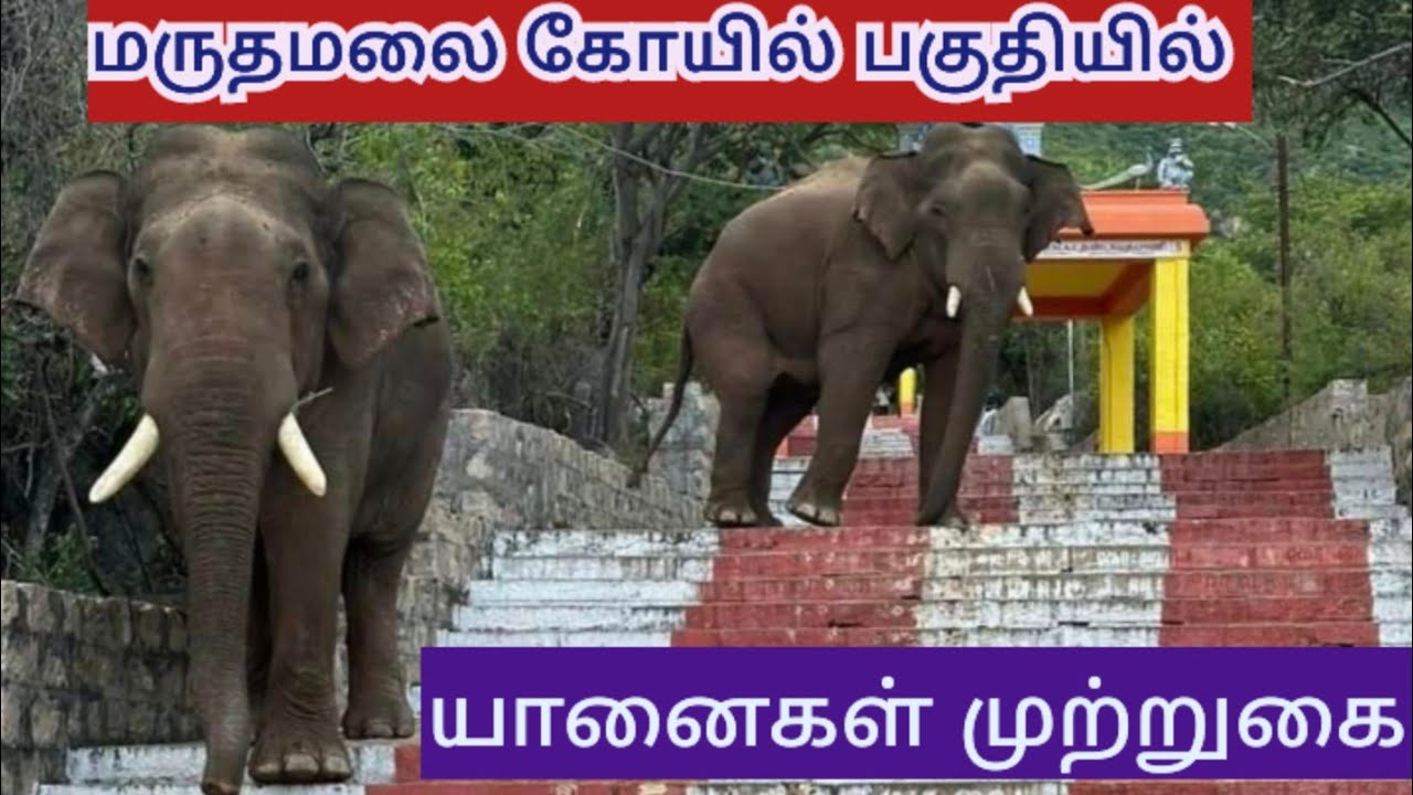 கோவை மருதமலை பகுதியில் யானைகள் முற்றுகை/Elephants encirclement in Coimbatore Marudamalai area