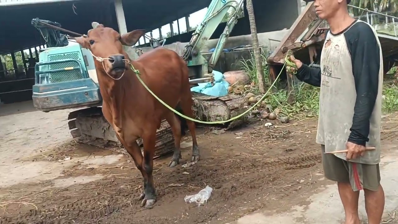 7 tháng 1 tiếp tục giao bò chữa đẹp bò lứa đẹp về tỉnh Bến tre 0984471687