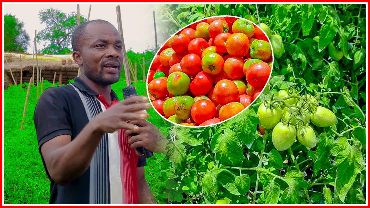 SHUUDIA KILIMO CHA TOMATE KINAVYOBADILI MAISHA NA KUWAPA  VIJANA FURSA YA KUPATA PESA KUBWA 