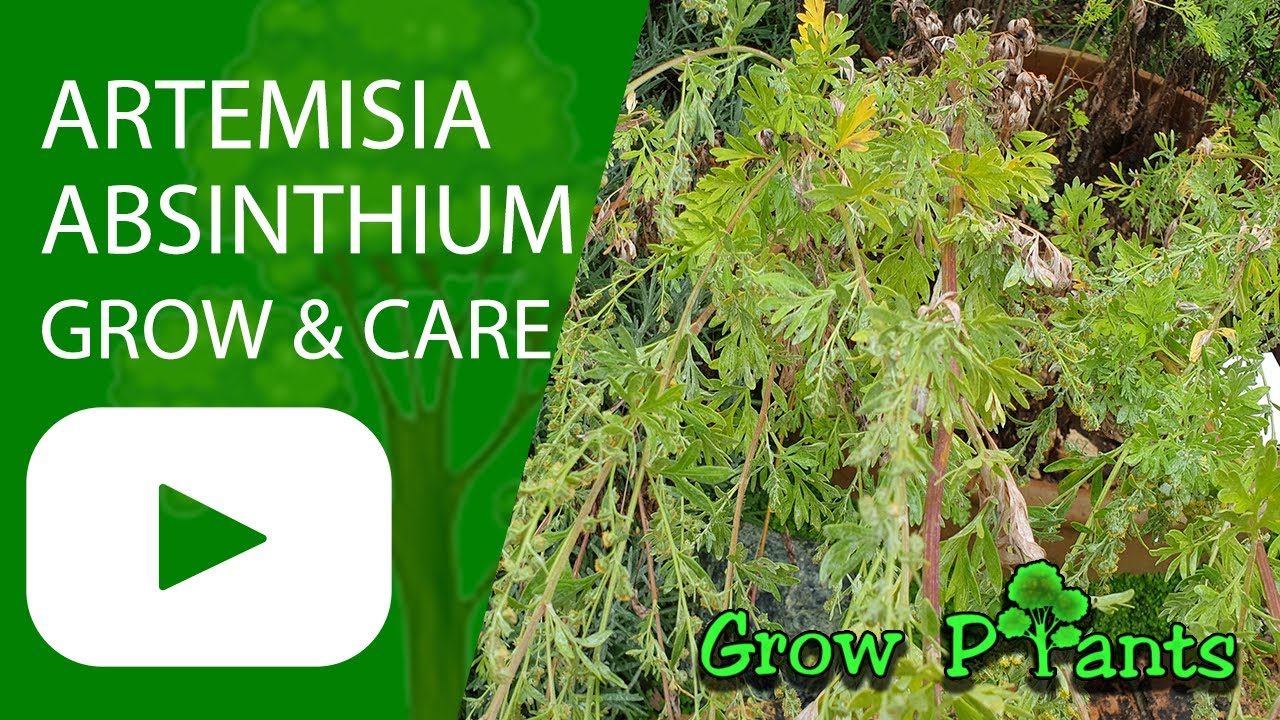Artemisia absinthium &ndash; выращивание и уход (Полынь обыкновенная)