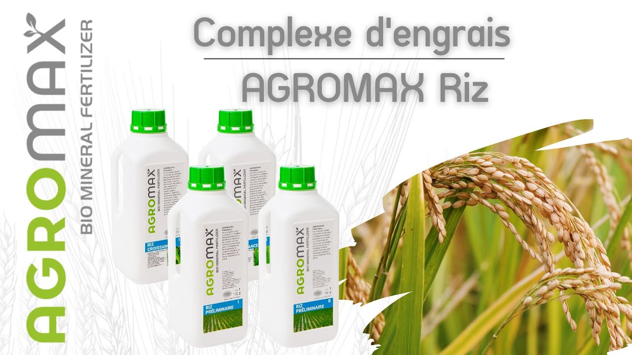 Engrais Agromax pour Riz. Sans l'utilisation d'engrais granulés secs