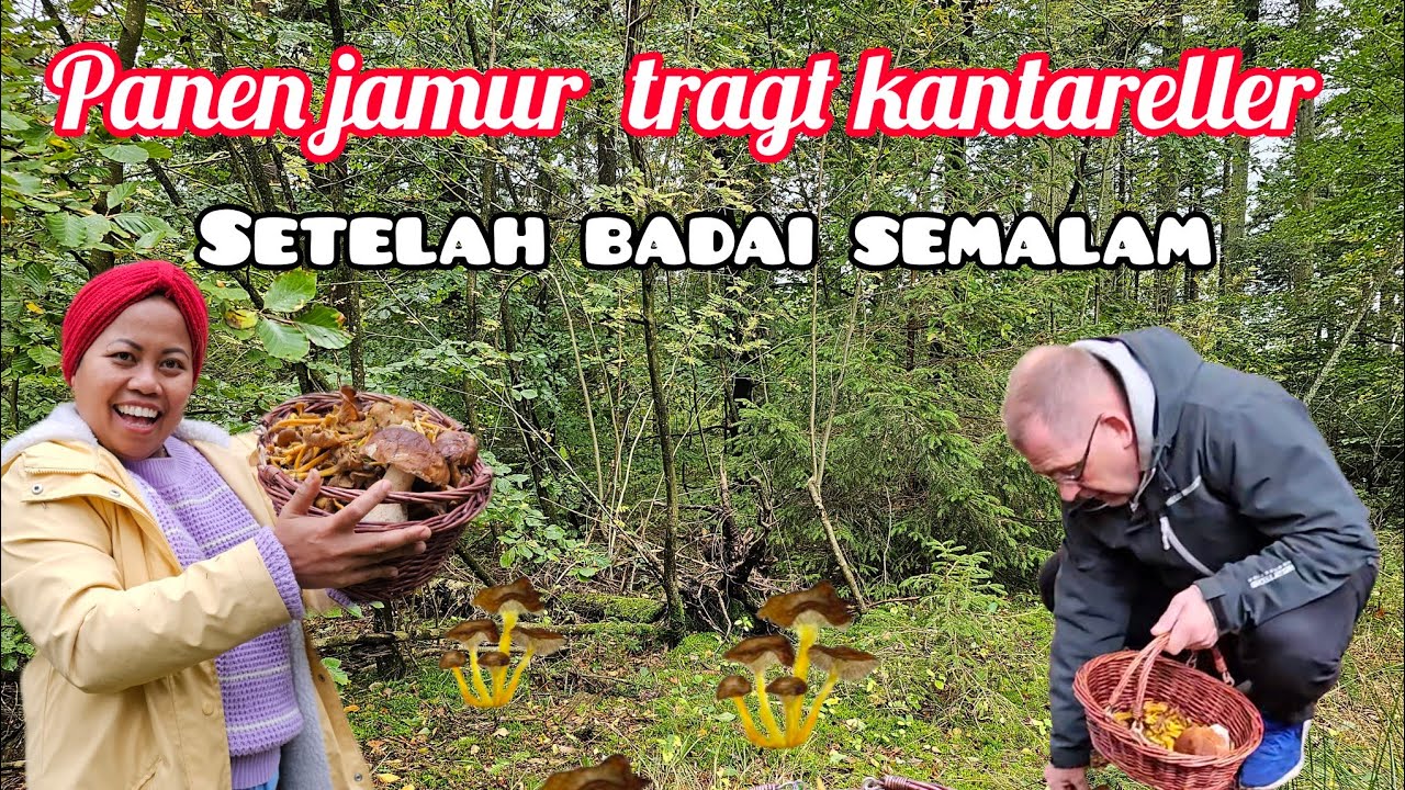 panen jamur sultan liar tragt kantareller setelah cuaca buruk ternyata hasilnya ngak nyangka!😲
