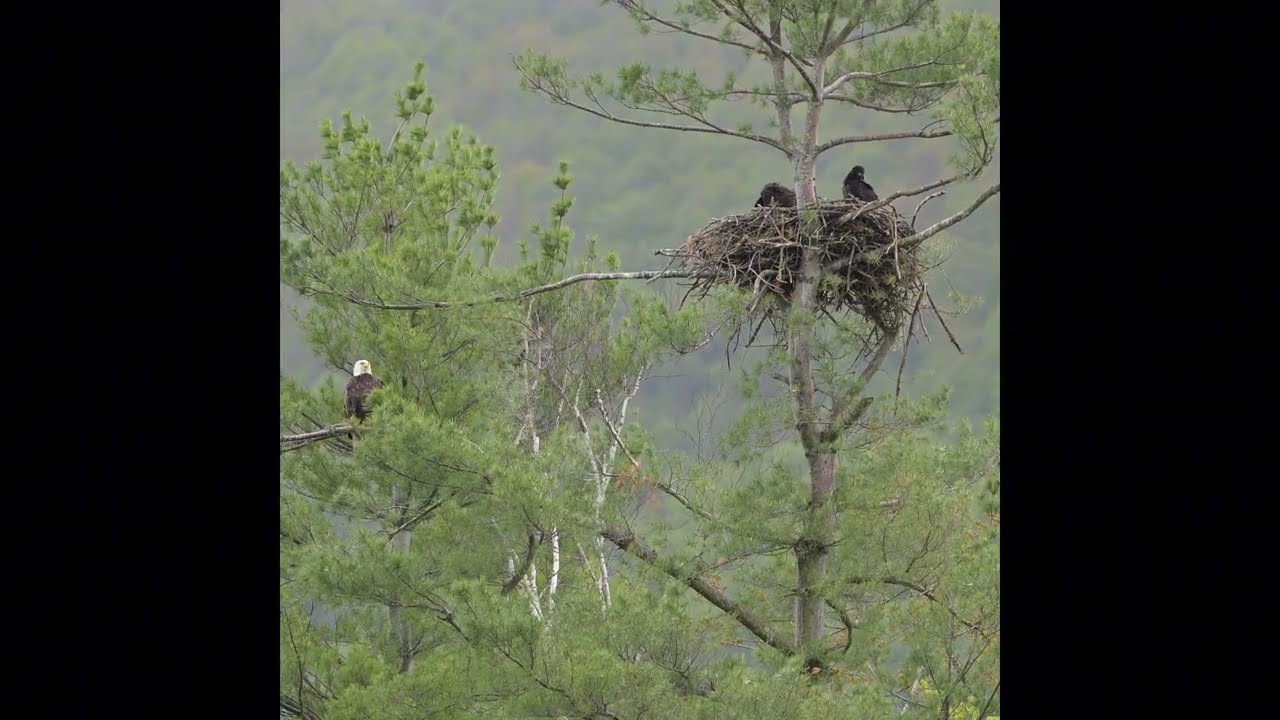 Nesting Bald Eagles, Maplecrest, New York 24 May 2025