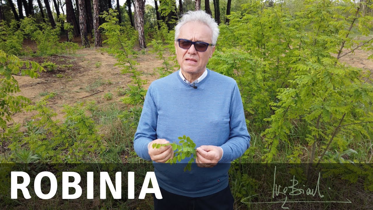 Robinia, la pianta per il reflusso gastroesofageo