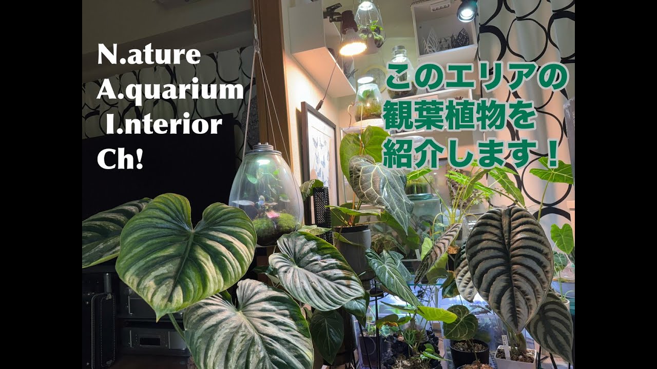 このエリアの観葉植物を紹介します！