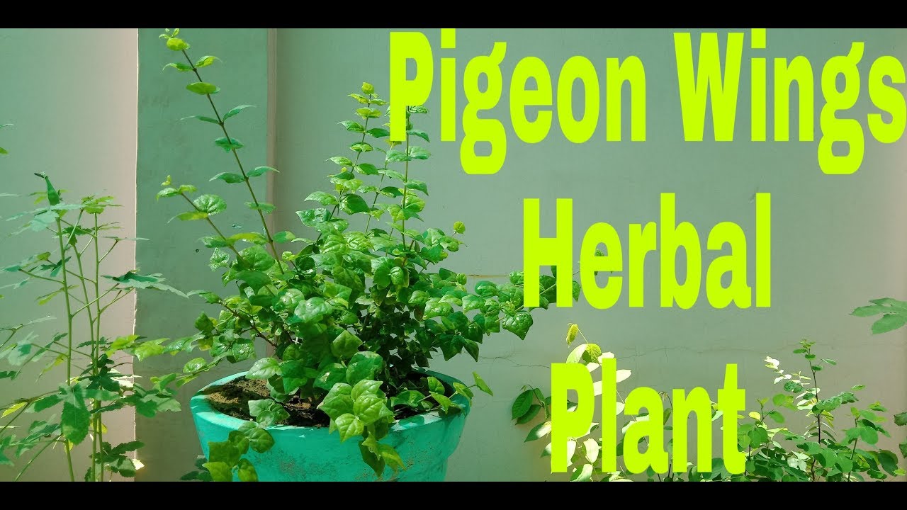 Asian Pigeon Wings / Aparajita Herbal  plant Care
