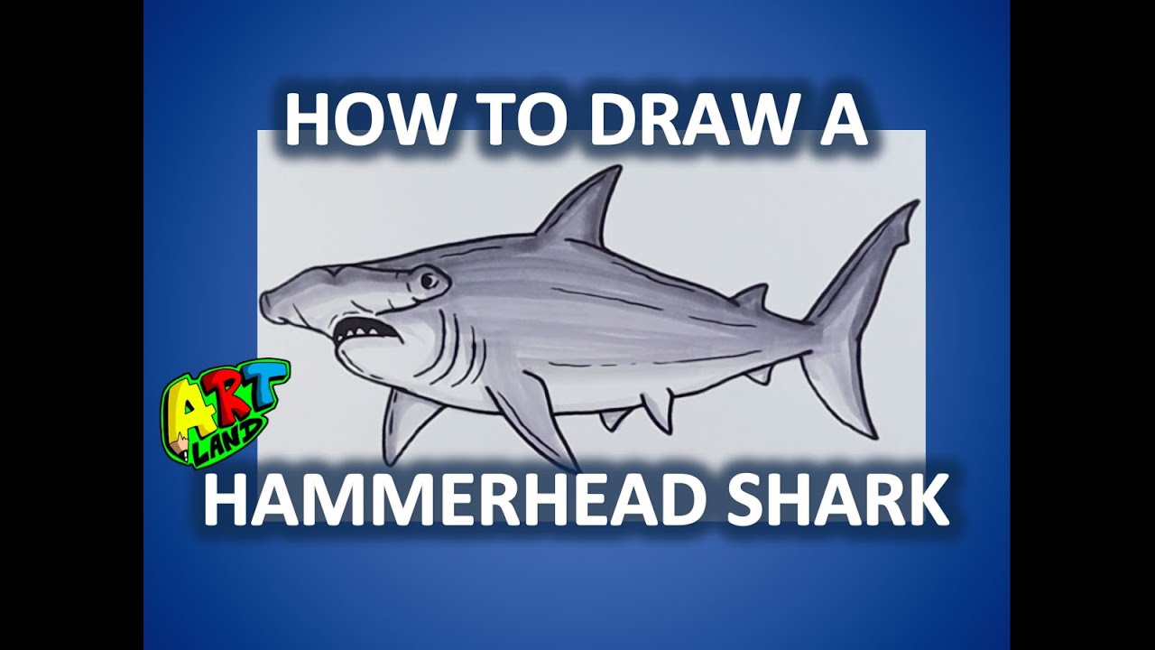 How to Draw a HAMMERHEAD SHARK