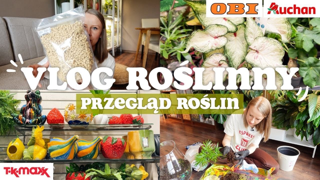 VLOG ROŚLINNY I PRZEGLĄD ROŚLIN 🌱 / Obi, Auchan / Kanuma / Las w słoiku / Aktualizacje i nowości