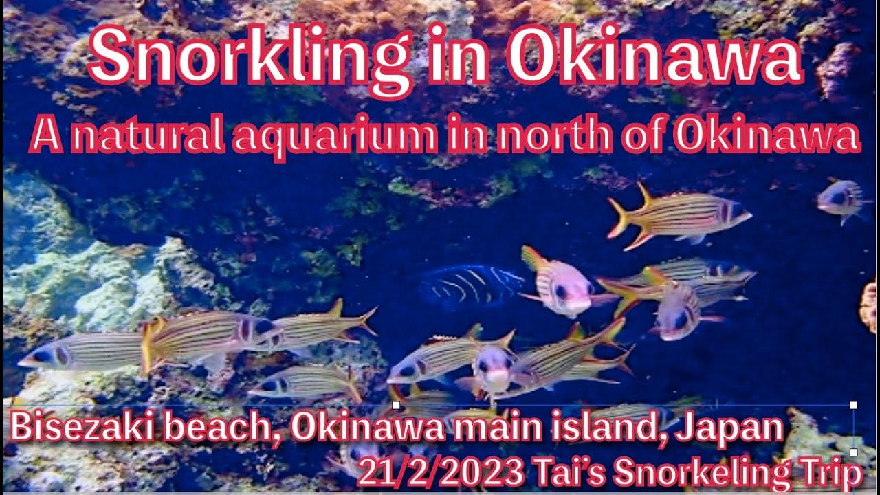 【#22 Tai’s Snorkeling Trip in Okinawa】A natural aquarium in north of Okinawa, Bisezaki Beach,  Japan