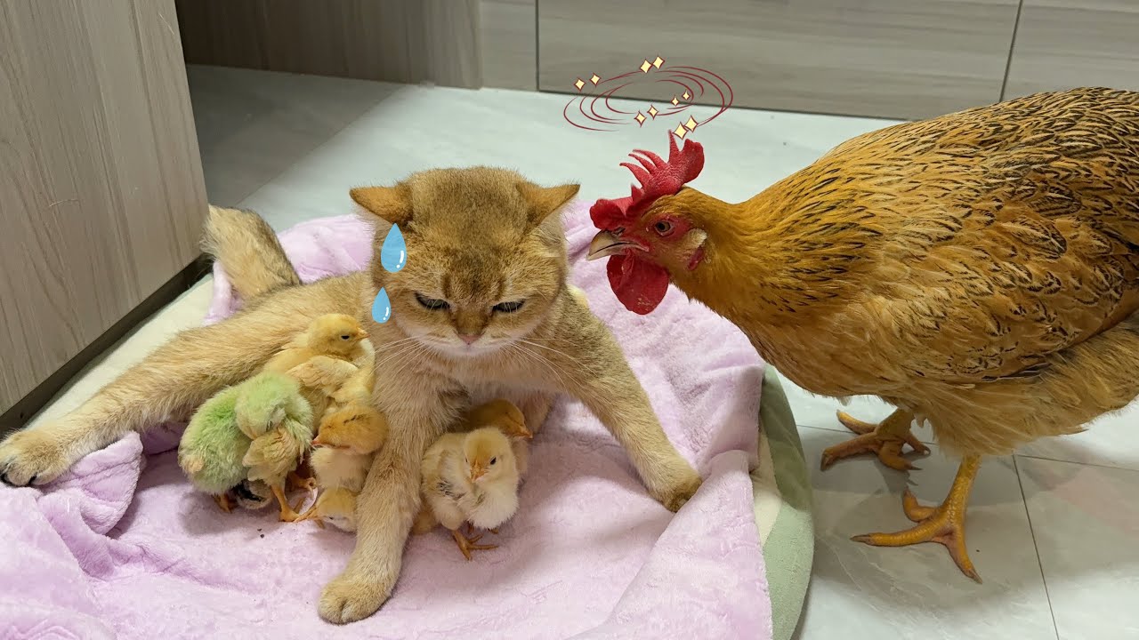 So funny!The kitten brought all the chicks to the mother cat.The mother hen was angry and worried.