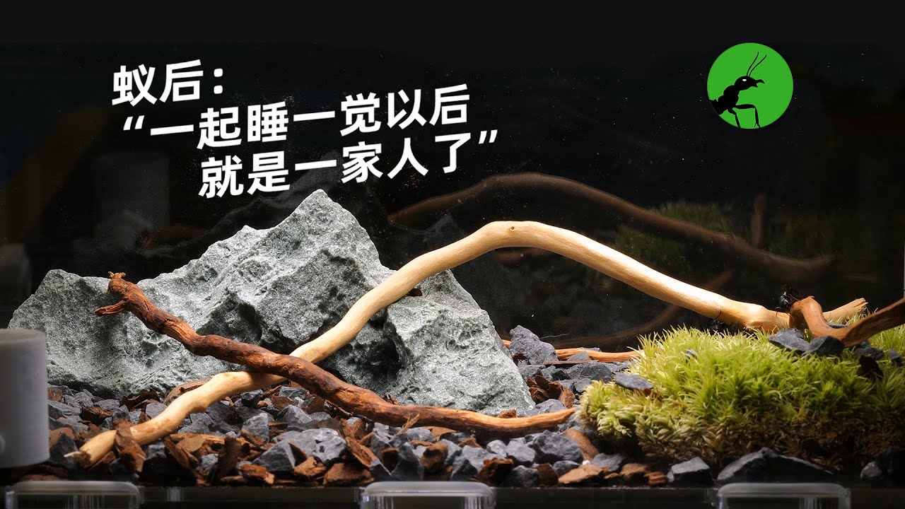 蚁后：一起睡一觉以后就是一家人了