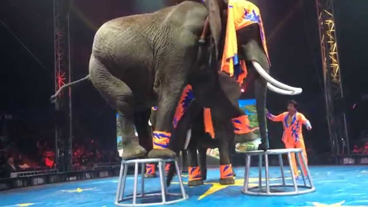 UniverSoul Circus / ATL - Soul Circus Divas & Elephants 