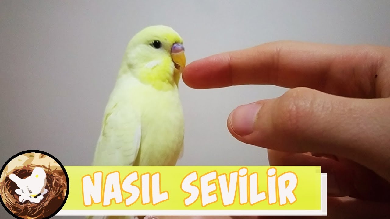 Muhabbet Kuşu Nasıl Sevilir